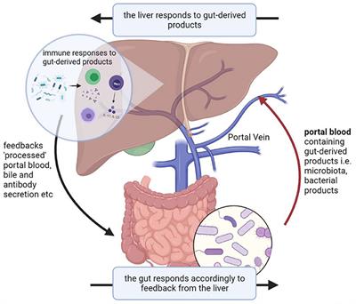 Predictive and Prognostic Roles of Gut Microbial Variation in Liver Transplant